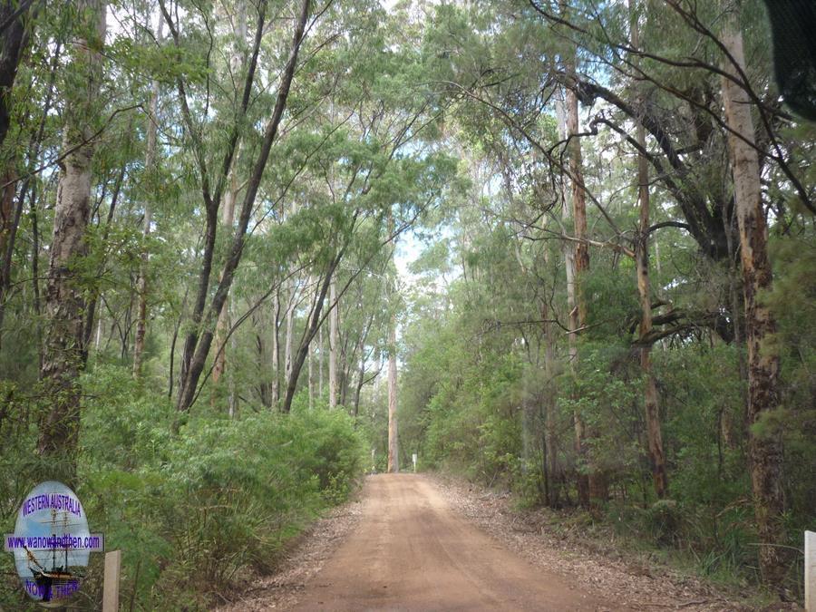 Dieback spreads easily due to vehicle access to forests